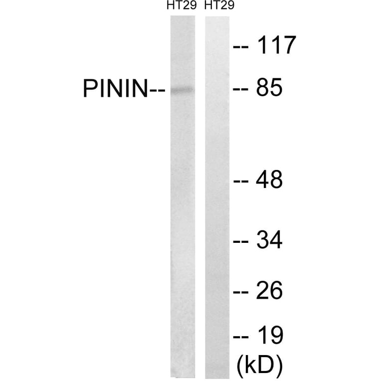 Western Blot - Anti-PNN Antibody (C17727) - Antibodies.com