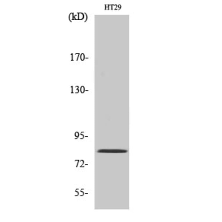 Western Blot - Anti-PNN Antibody (C17727) - Antibodies.com