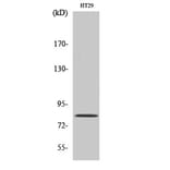 Western Blot - Anti-PNN Antibody (C17727) - Antibodies.com