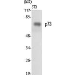 Western Blot - Anti-p73 Antibody (B7191) - Antibodies.com