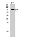 Western Blot - Anti-p73 Antibody (B7191) - Antibodies.com