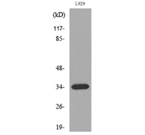 Western Blot - Anti-OGN Antibody (C30595) - Antibodies.com