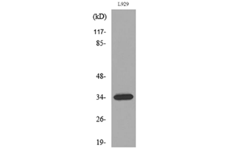 Western Blot - Anti-OGN Antibody (C30595) - Antibodies.com