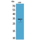 Western Blot - Anti-OGN Antibody (C30595) - Antibodies.com