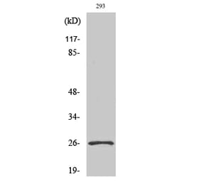 Western Blot - Anti-NRL Antibody (C16902) - Antibodies.com