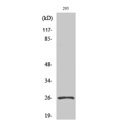 Western Blot - Anti-NRL Antibody (C16902) - Antibodies.com