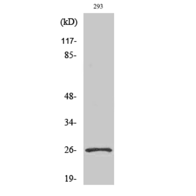 Western Blot - Anti-NRL Antibody (C16902) - Antibodies.com