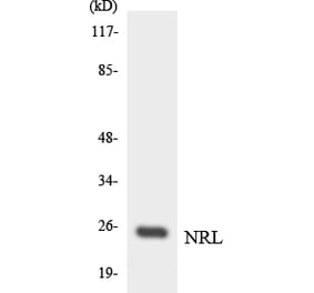 Western Blot - Anti-NRL Antibody (R12-3107) - Antibodies.com