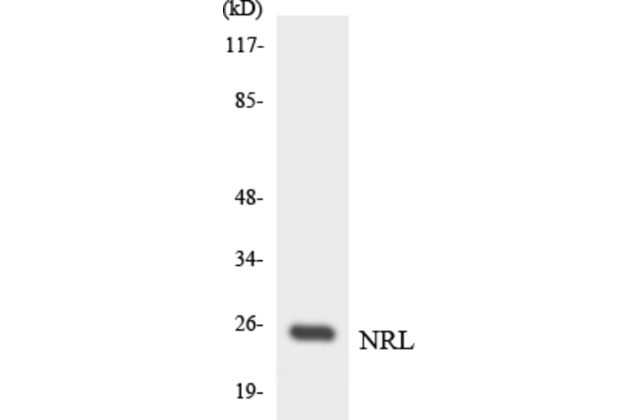 Western Blot - Anti-NRL Antibody (R12-3107) - Antibodies.com
