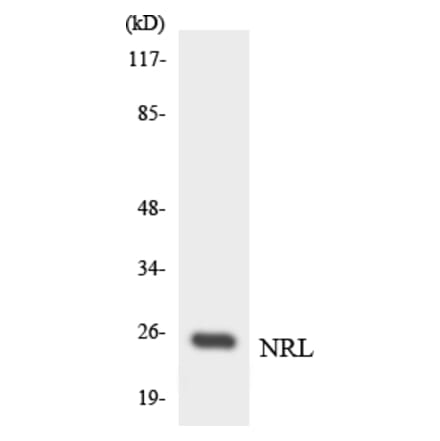 Western Blot - Anti-NRL Antibody (R12-3107) - Antibodies.com