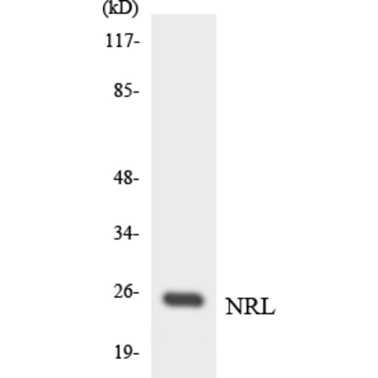 Western Blot - Anti-NRL Antibody (R12-3107) - Antibodies.com