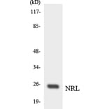 Western Blot - Anti-NRL Antibody (R12-3107) - Antibodies.com