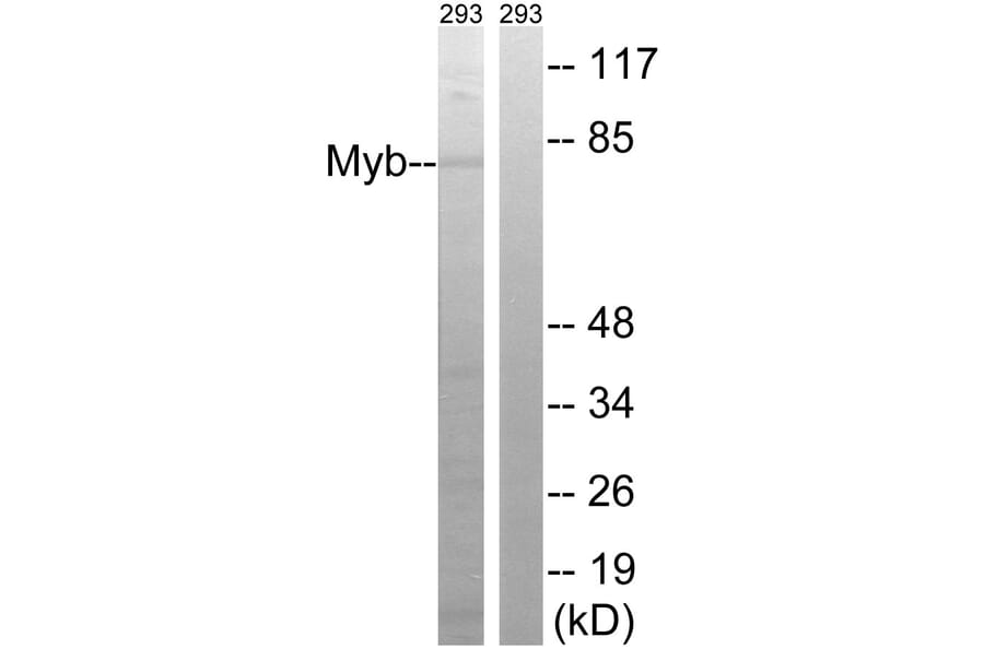 Western Blot - Anti-MYB Antibody (B8378) - Antibodies.com