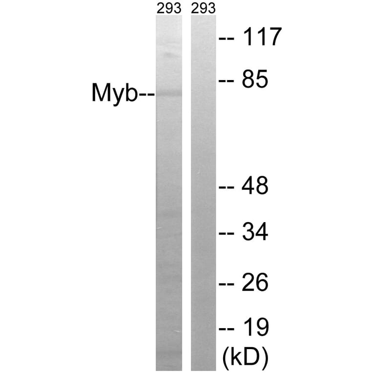 Western Blot - Anti-MYB Antibody (B8378) - Antibodies.com