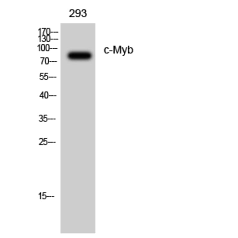 Western Blot - Anti-MYB Antibody (B8378) - Antibodies.com