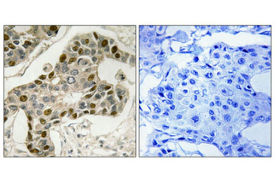 Immunohistochemistry - Anti-MYB Antibody (B8378) - Antibodies.com
