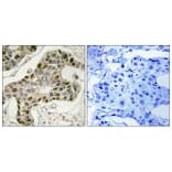 Immunohistochemistry - Anti-MYB Antibody (B8378) - Antibodies.com