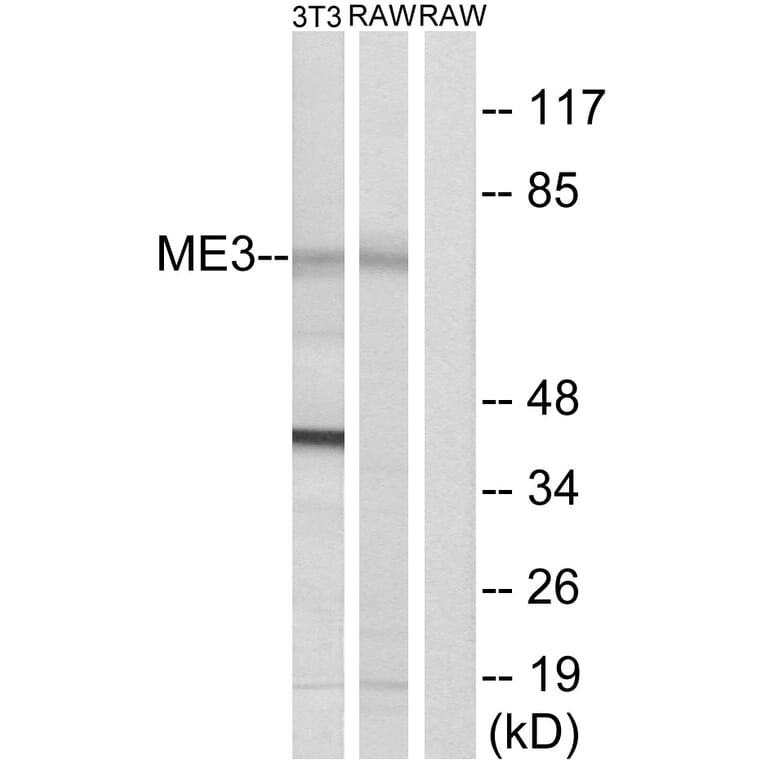 Western Blot - Anti-ME3 Antibody (C16864) - Antibodies.com