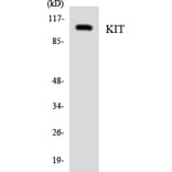 Western Blot - Anti-KIT Antibody (R12-2953) - Antibodies.com