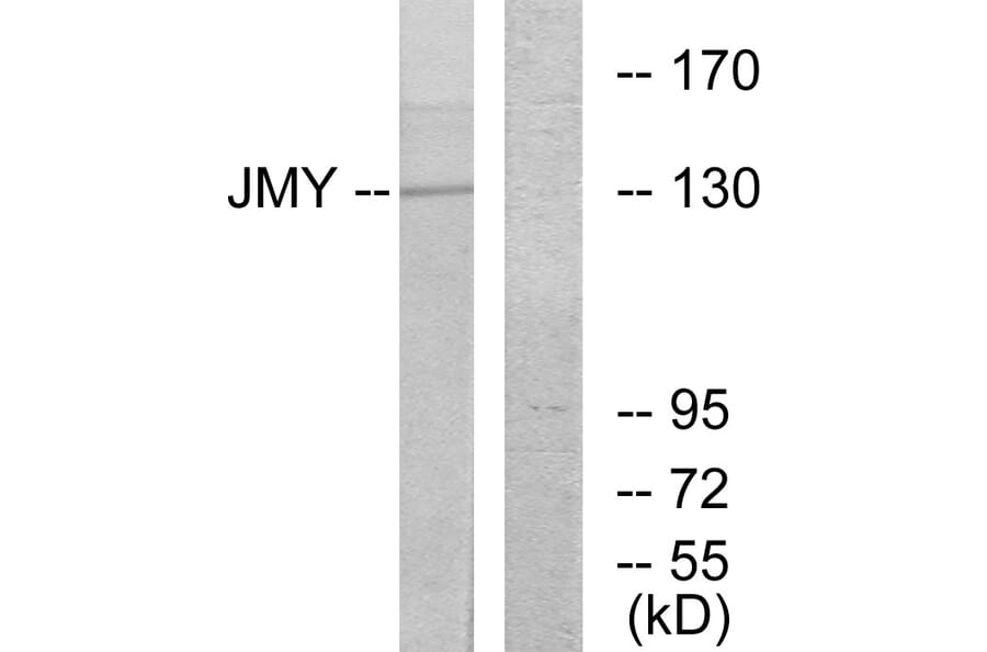 Western Blot - Anti-JMY Antibody (C10003) - Antibodies.com