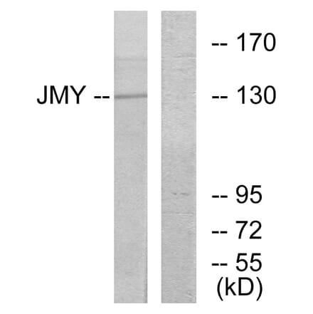 Western Blot - Anti-JMY Antibody (C10003) - Antibodies.com