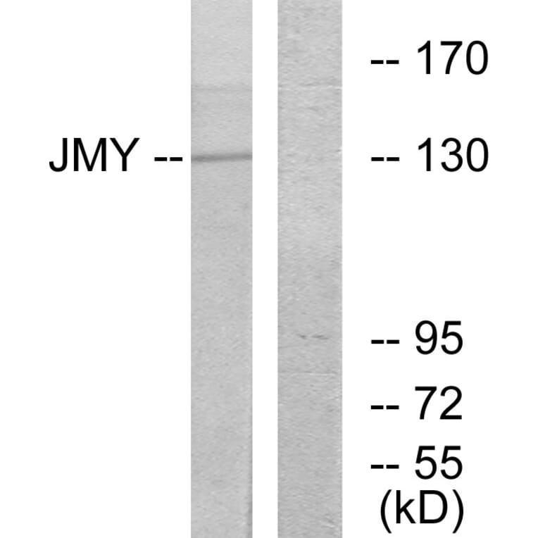 Western Blot - Anti-JMY Antibody (C10003) - Antibodies.com