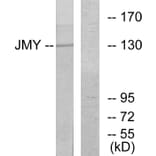 Western Blot - Anti-JMY Antibody (C10003) - Antibodies.com