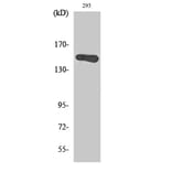 Western Blot - Anti-GAK Antibody (C10064) - Antibodies.com