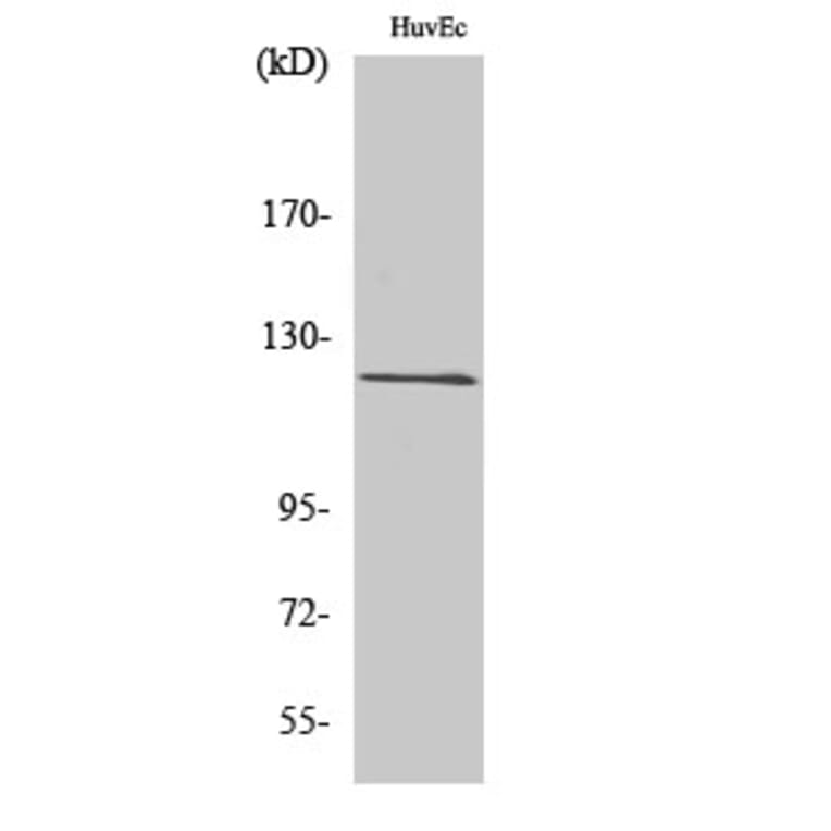 Western Blot - Anti-FIR Antibody (C10207) - Antibodies.com