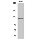 Western Blot - Anti-FIR Antibody (C10207) - Antibodies.com