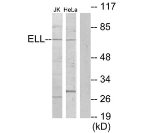 Western Blot - Anti-ELL Antibody (C10738) - Antibodies.com