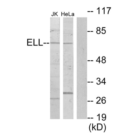 Western Blot - Anti-ELL Antibody (C10738) - Antibodies.com