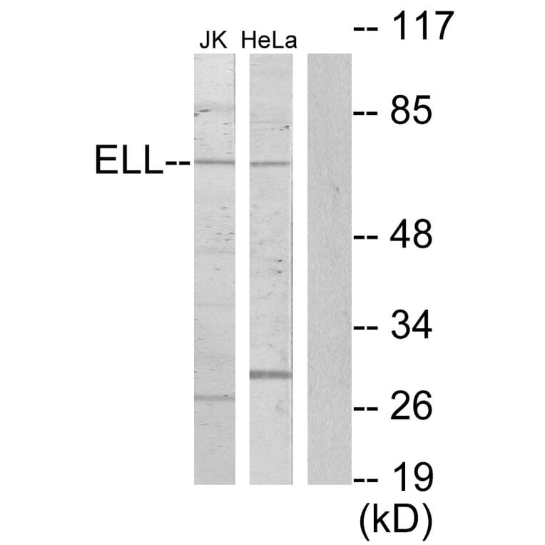 Western Blot - Anti-ELL Antibody (C10738) - Antibodies.com