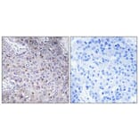 Immunohistochemistry - Anti-ELL Antibody (C10738) - Antibodies.com