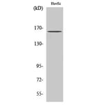 Western Blot - Anti-Bcr Antibody (B7028) - Antibodies.com