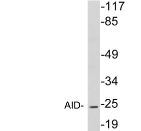 Western Blot - Anti-AID Antibody (R12-2015) - Antibodies.com