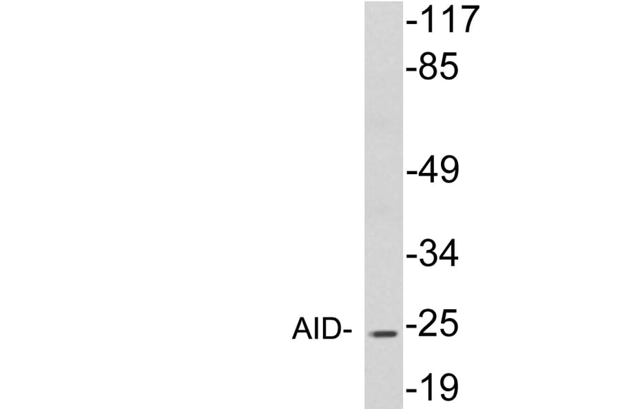 Western Blot - Anti-AID Antibody (R12-2015) - Antibodies.com