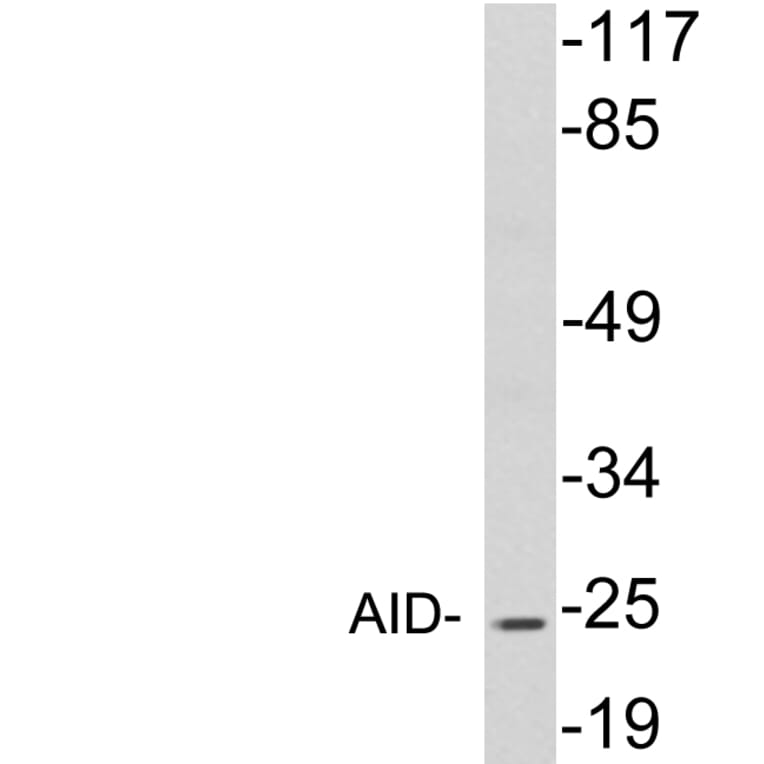 Western Blot - Anti-AID Antibody (R12-2015) - Antibodies.com