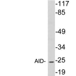 Western Blot - Anti-AID Antibody (R12-2015) - Antibodies.com