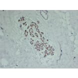 Immunohistochemistry - Anti-p63 Antibody (V0107) - Antibodies.com