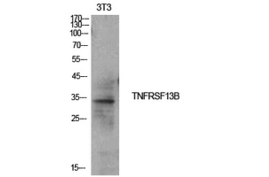 Western Blot - Anti-TNFRSF13B Antibody (C30531) - Antibodies.com