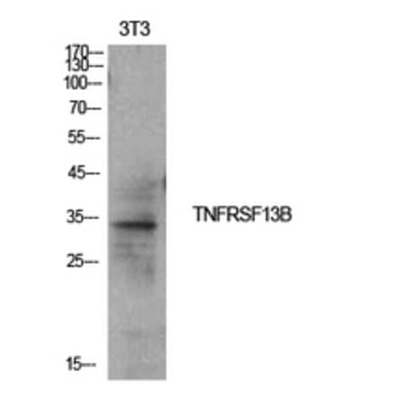 Western Blot - Anti-TNFRSF13B Antibody (C30531) - Antibodies.com