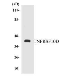 Western Blot - Anti-TNFRSF10D Antibody (R12-3638) - Antibodies.com