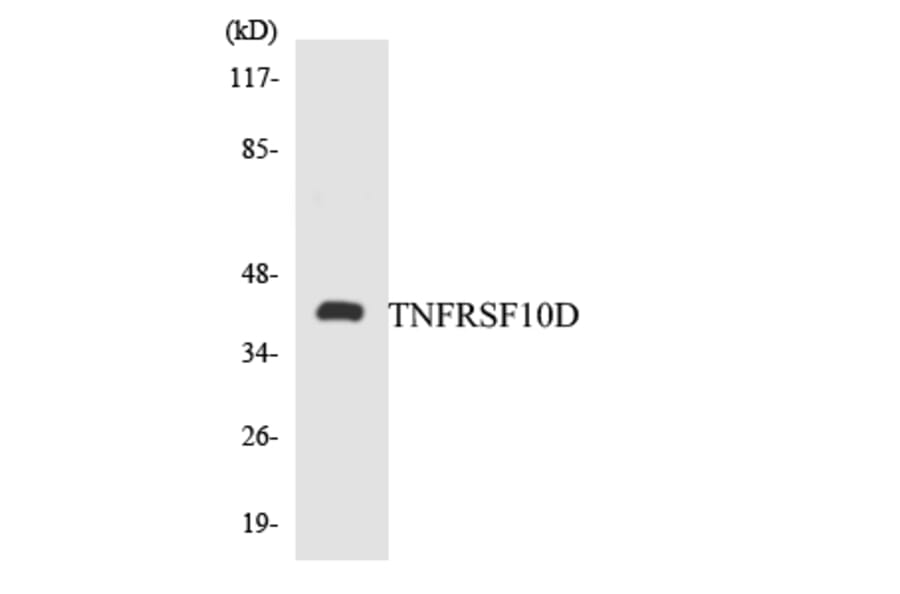 Western Blot - Anti-TNFRSF10D Antibody (R12-3638) - Antibodies.com
