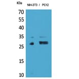 Western Blot - Anti-TNFRSF10C Antibody (C30584) - Antibodies.com