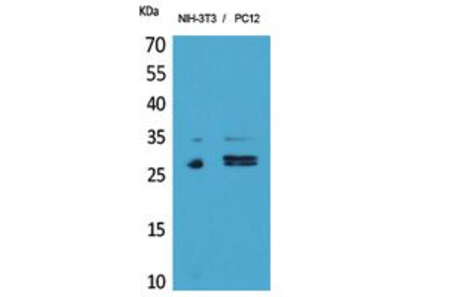 Western Blot - Anti-TNFRSF10C Antibody (C30584) - Antibodies.com