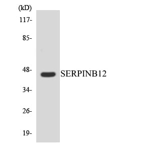 Western blot analysis of the lysates from HeLa cells using Anti-SERPINB12 Antibody.