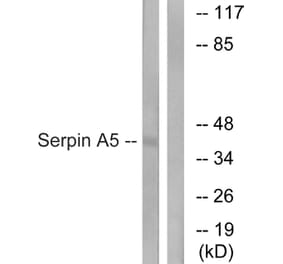 Western Blot - Anti-Serpin A5 Antibody (C17739) - Antibodies.com