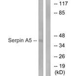 Western Blot - Anti-Serpin A5 Antibody (C17739) - Antibodies.com