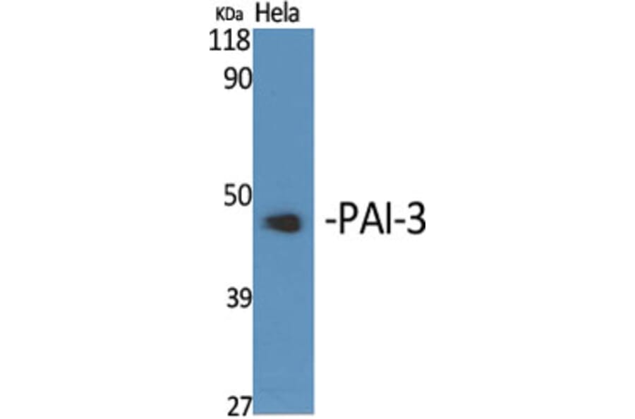 Western Blot - Anti-Serpin A5 Antibody (C17739) - Antibodies.com